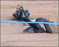 Snake control in Luray VA