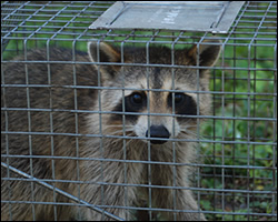 Luray wildlife trapping