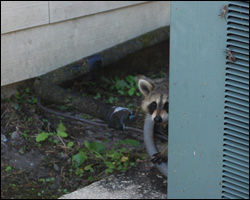 Raccoon removal and control Luray VA