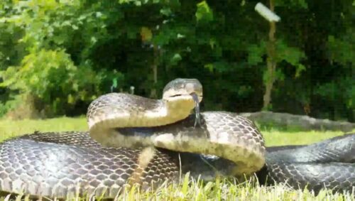 A large snake in the yard outside