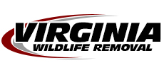 Luray Wildlife Removal